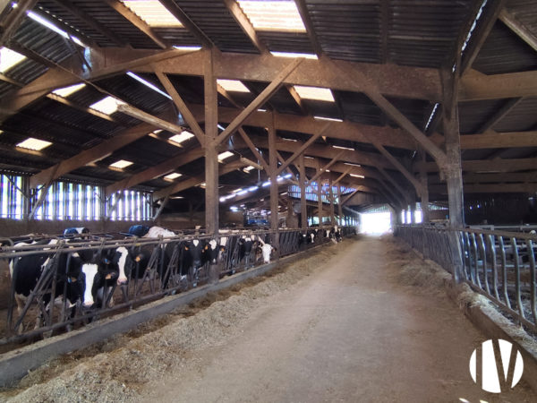 MORBIHAN – Modern 130-hectare dairy farm