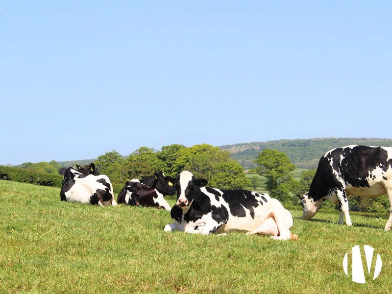 MAINE ET LOIRE. Prachtig melkveebedrijf met gediversifieerde teelten op 170 hectare.