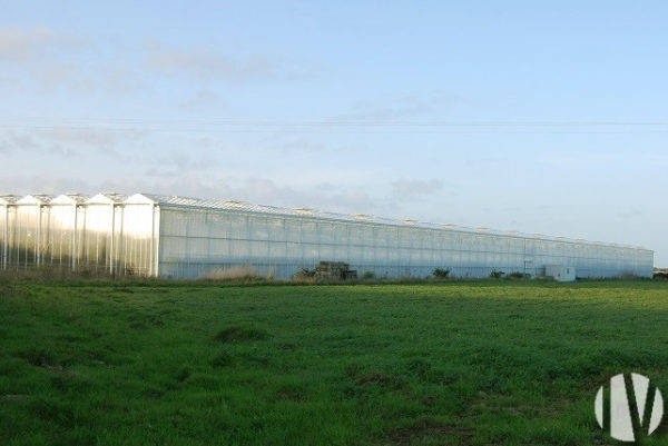 FINISTERE. Production de tomates sous serres