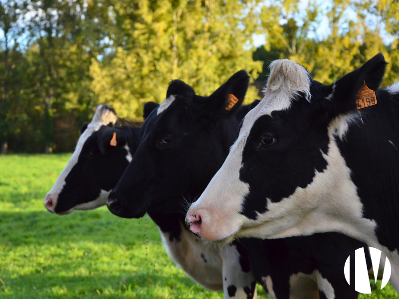 NORTH FINISTERE.Multi-crop livestock farming with 40 hectares directly accessible