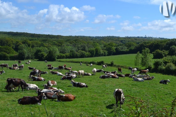 NORD MANCHE. Ferme laitière de 580 000 litres dans une région agricole dynamique