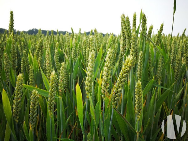 VENDEE – Gemengd landbouwbedrijf op 170 hectare land
