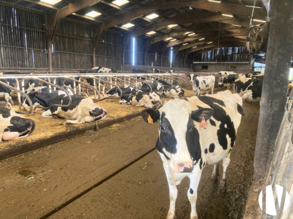 Loire Atlantique, Dairy farm on 129 hectares