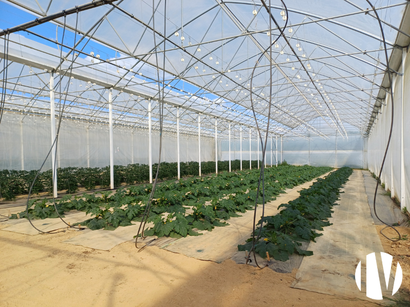 ILLE ET VILAINE – Market gardening and arboriculture on 50 hectares, direct sales and pick-your-own.