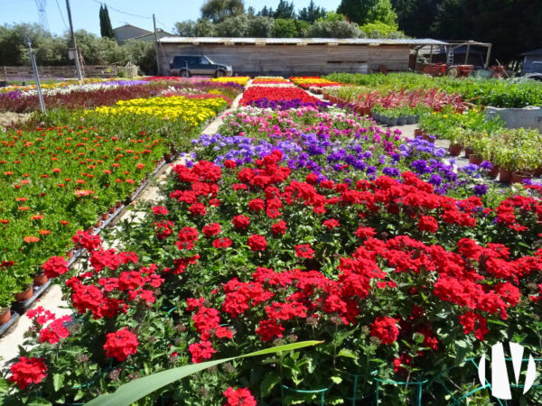 DROME PROVENCALE – Entreprise horticole et maraichère en vente directe.