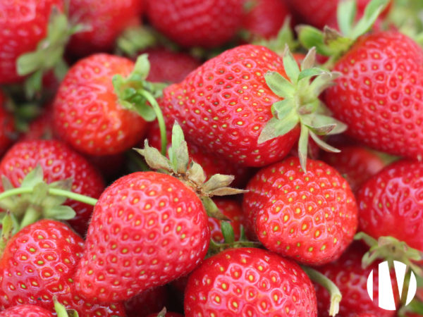FINISTERE: Production de fraises à Plougastel Daoulas sous 8000 m² de serres verres