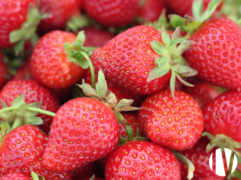 FINISTERE: Strawberry production in 8000 m² of glass greenhouses