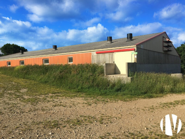 FINISTERE. Rare. Exploitation porcine, 1000 truies sur 4 sites.