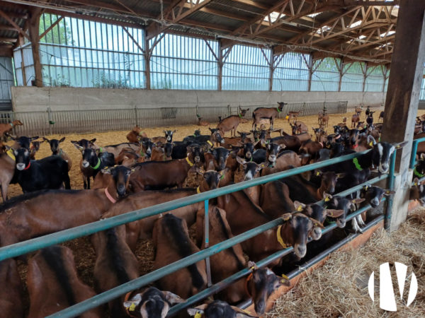 COTES D’ARMOR : Exploitation laitière caprine sur 70ha, atelier de transformation et réseau de vente