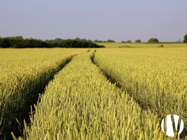 Finistère – Former dairy farm 130ha