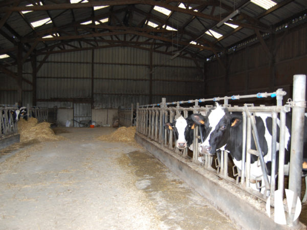 FINISTÈRE – Mooie melkvee- en varkenshouderij van 130 ha te koop