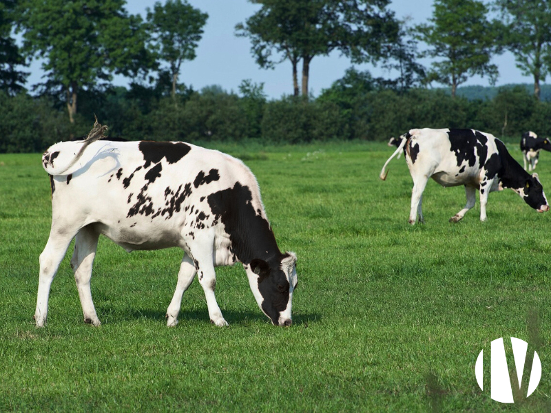 PAYS-DE-LA-LOIRE, very attractive dairy farm on 270 hectares