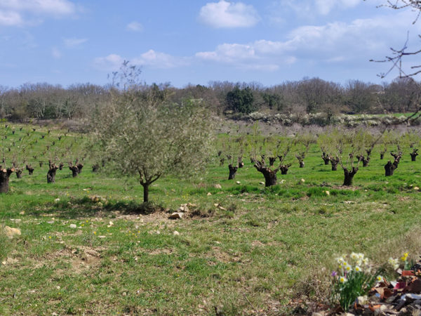 GARD, production and processing of almonds and olives