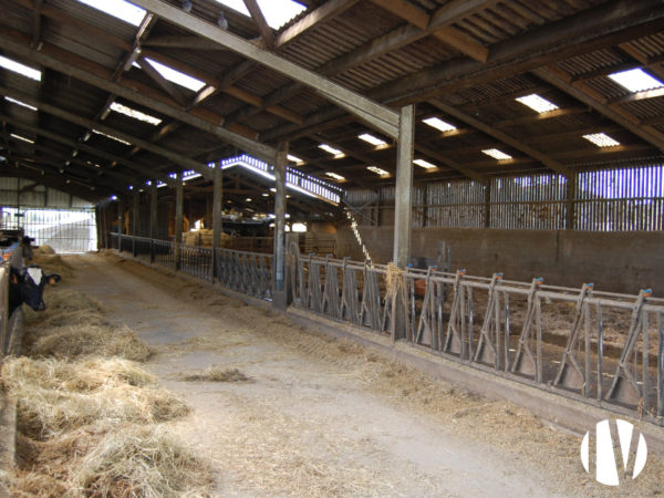 FINISTERE – Dairy farm covering 150 hectares combined with a pig farm with 100 sows for breeding and fattening