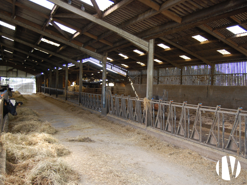 FINISTERE – Dairy farm covering 150 hectares combined with a pig farm with 100 sows for breeding and fattening
