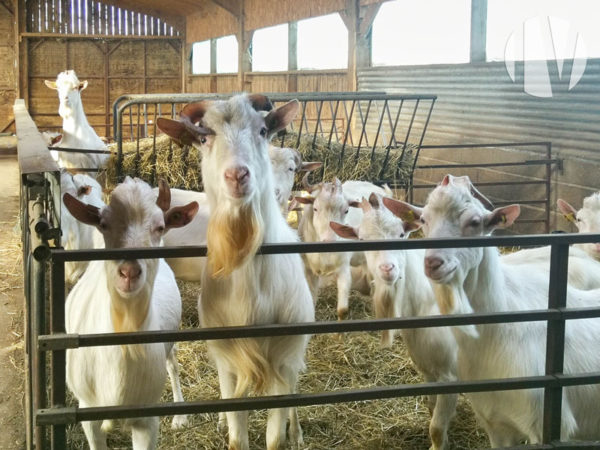 VENDU EN 2025 – MAINE-ET-LOIRE, agréable exploitation caprine et bovin viande avec très bonne rentabilité