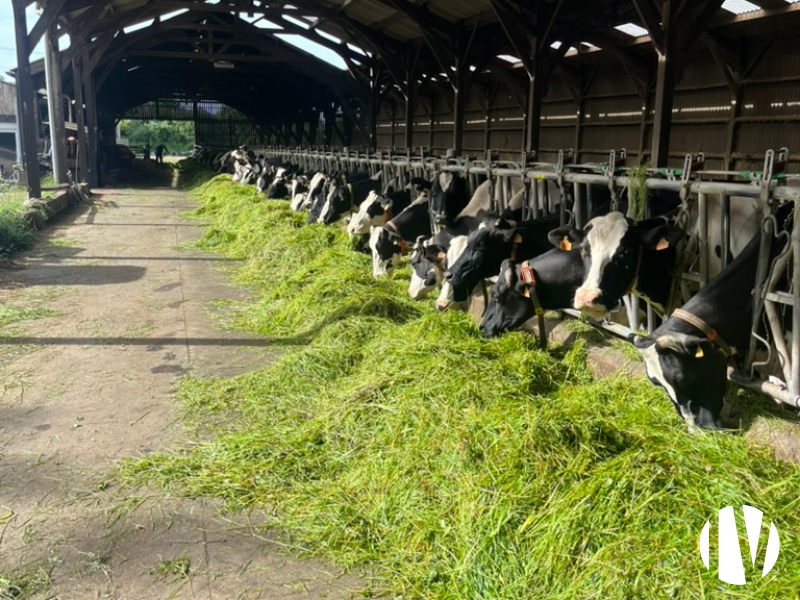 FINISTERE – Exploitation laitière de 800 000L sur 140ha