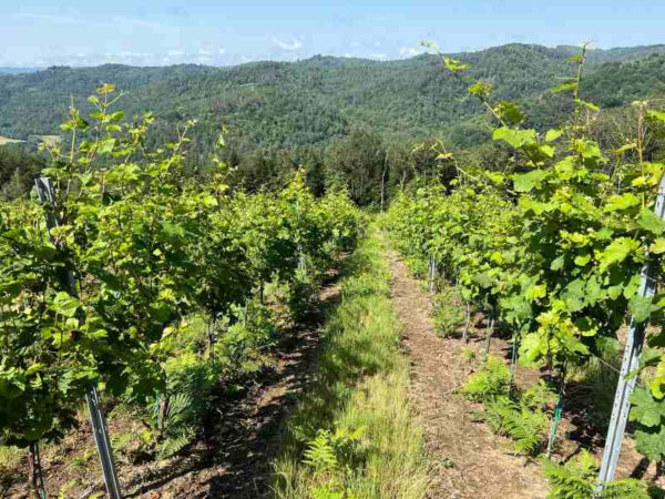 CORREZE : Nouveau vignoble !