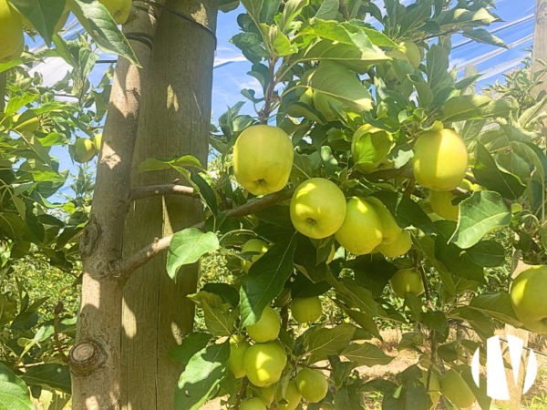 MAINE ET LOIRE. Beautiful farm with orchards and crops on 84 hectares
