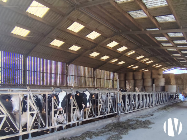 MORBIHAN – Exploitation laitière de 86 hectares de surface PAC et 483 000 litres