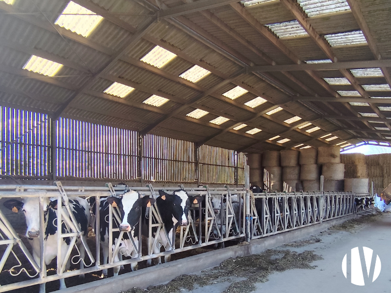 MORBIHAN – Exploitation laitière de 86 hectares de surface PAC et 483 000 litres