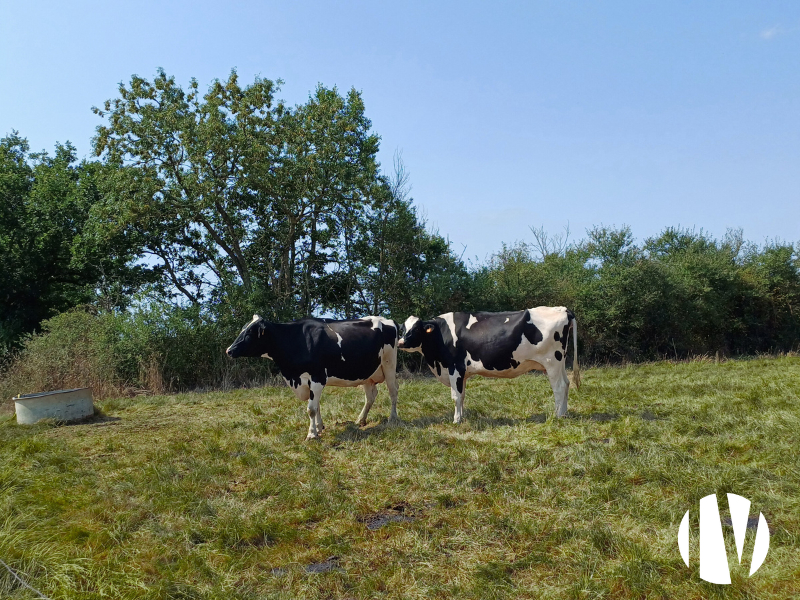 Loire-Atlantique, belle exploitation laitière avec un parcellaire d’un bloc sur 63 hectares