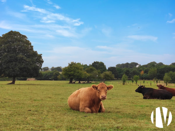 NORD MAYENNE, beau domaine pour projet agricole diversifé