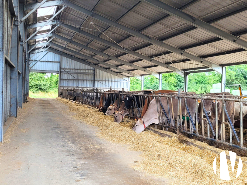 Finistère. Exploitation laitière robotisée sur 190 ha