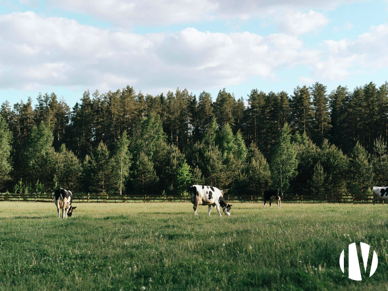 MAINE ET LOIRE. Exploitation agricole avec parcellaire très groupé majoritairement à l’achat