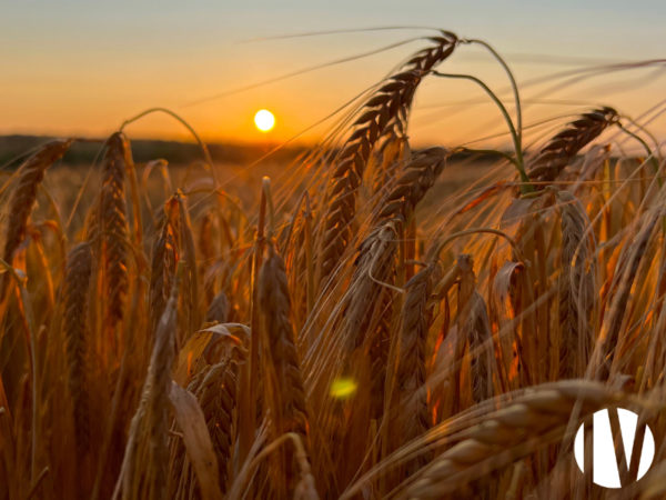 GRAND OUEST, crop production on 120 hectares, processing and marketing expertise