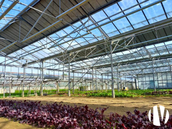 Vendée – Exploitation de plantes aromatiques