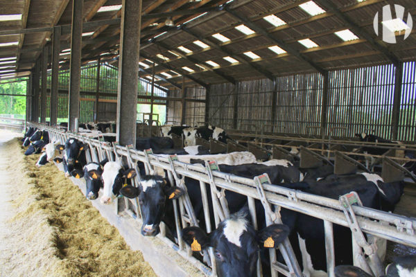 MORBIHAN :  A l’Ouest de Pontivy, site laitier récent  de 1 300 000 litres de lait sur 120 ha