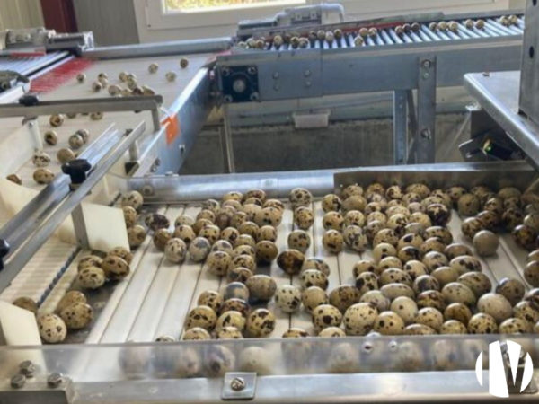 LOIRE-ATLANTIQUE – Très beau site d’oeufs de caille