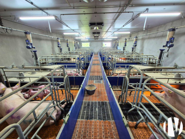 Charente – Beautiful pig farm