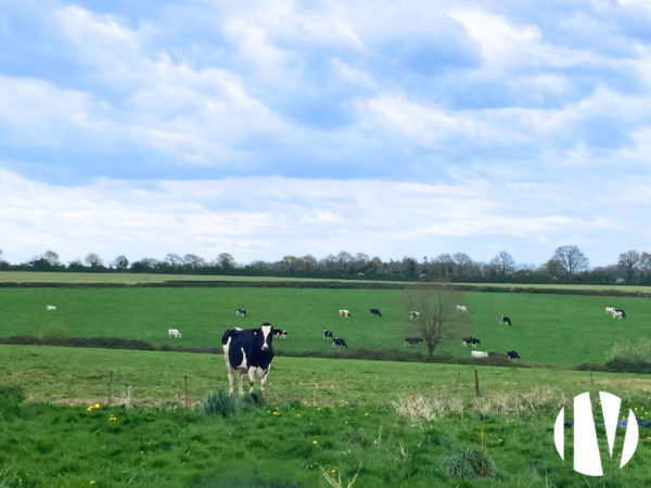 Loire-Atlantique : Charmante exploitation laitière de 107 hectares