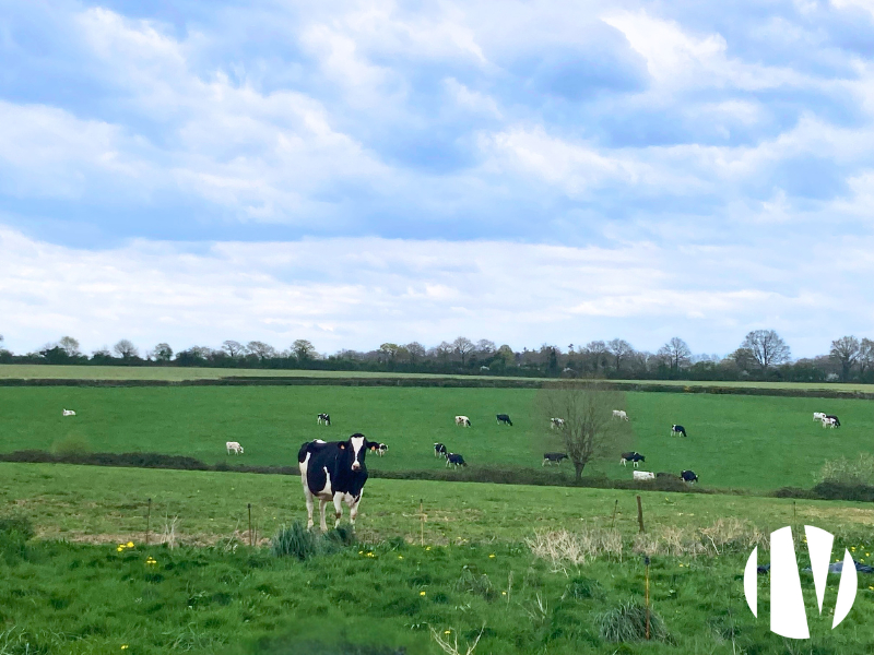 Loire-Atlantique : Charmante exploitation laitière de 107 hectares