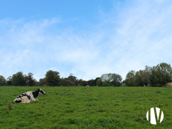 MANCHE – Exploitation laitière à taille humaine au coeur de la Manche