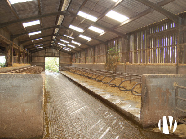 FINISTERE -Melkveehouderij en mestveehouderij op ongeveer 100 hectare