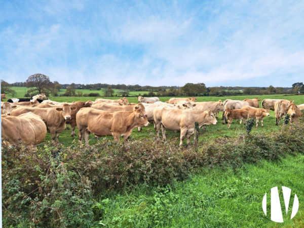 LOIRE ATLANTIQUE: Nice site for mixed farming on 80 ha