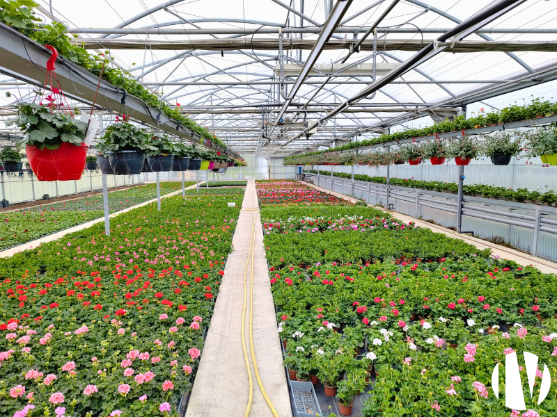 HAUTE-VIENNE : Exploitation horticole, très forte rentabilité et équipe en place