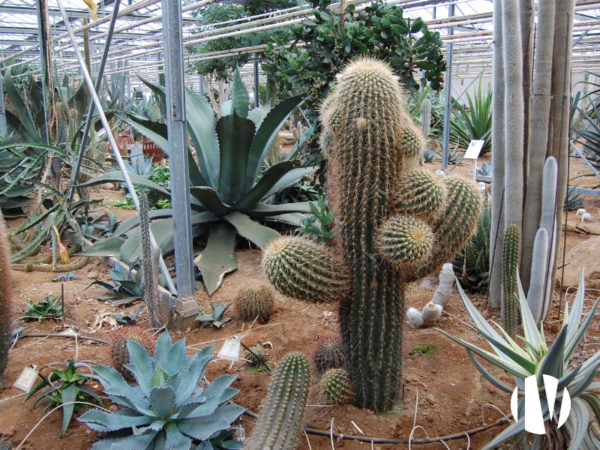 FINISTERE – Exceptional horticultural operation