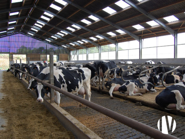 FINISTERE – Exploitation laitière pour 2 200 000 litres sur 232 ha de SAU