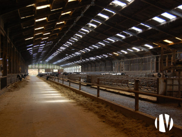 FINISTERE – Exploitation laitière 2 200 000 litres sur 232 ha de SAU