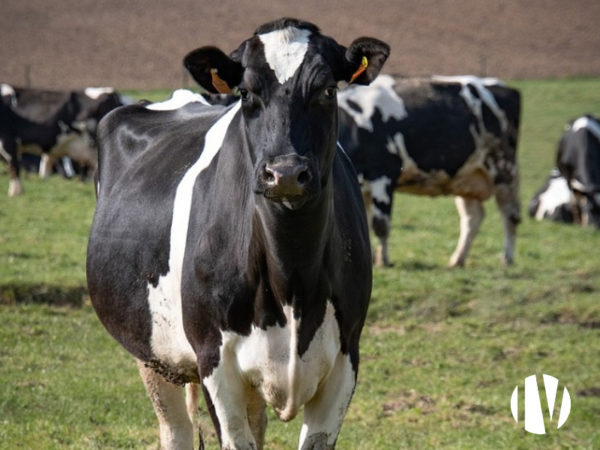 MORBIHAN – Exploitation laitière proche de la mer