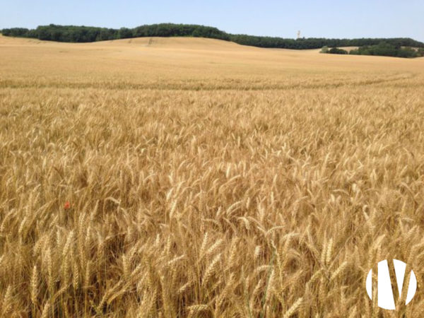 SECTEUR POITIERS NORD – Exploitation céréalière irriguée