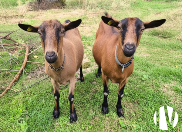 DEUX-SÈVRES – Exploitation caprine sur 100 hectares avec excellent potentiel génétique