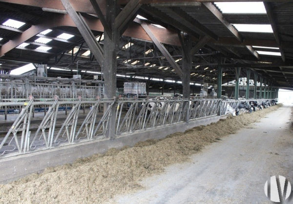 ILLE ET VILAINE. Entre RENNES et NANTES, belle exploitation laitière de 1 300 000 litres sur 212 hectares