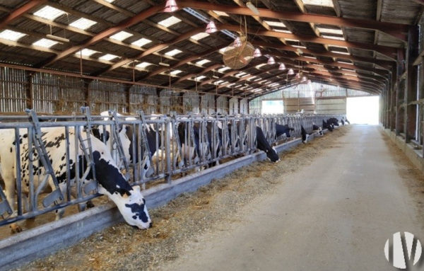 VENDU EN 2026 – VENDEE. Exploitation laitière sur 250 hectares