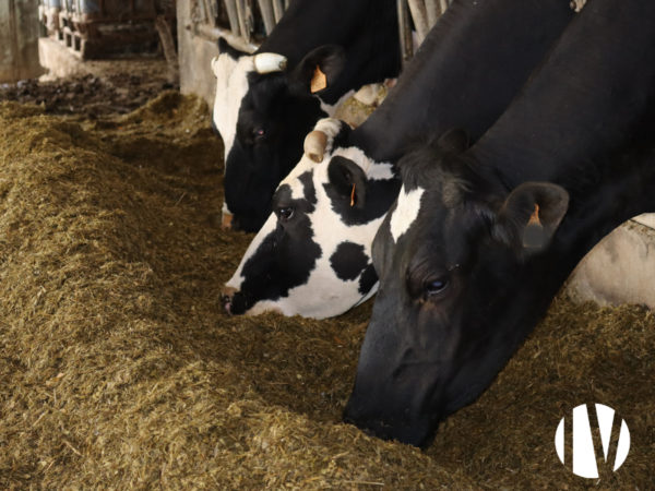 Loire-Atlantique : Charmante exploitation laitière de 125 hectares