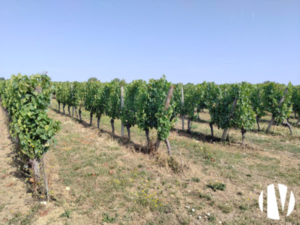 Allier : Exploitation viticole d&rsquo;avenir !